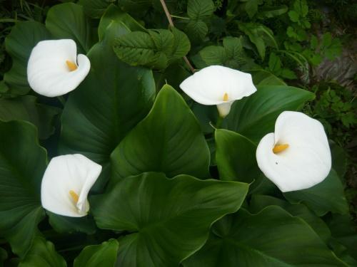 zantedeschia เอธิโอเปีย