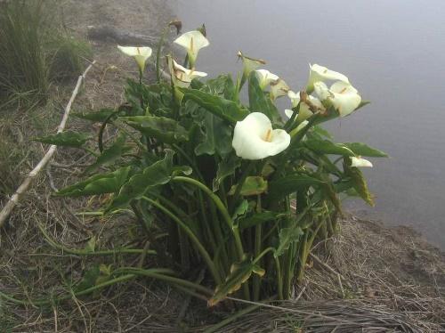 zantedeschia i naturen