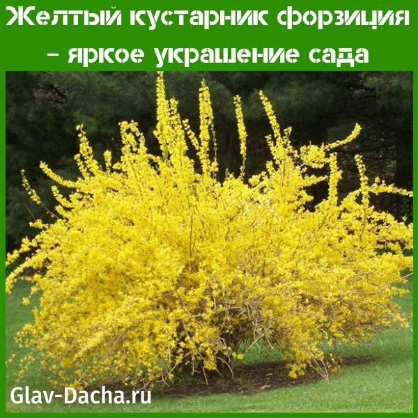 žlutý keř forsythia