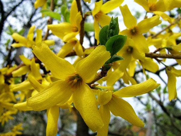 บานสะพรั่งของ Forsythia