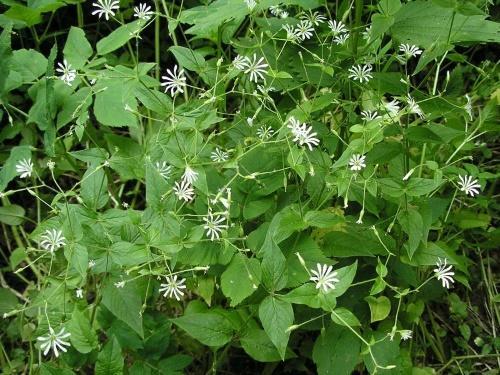 starwort ป่า