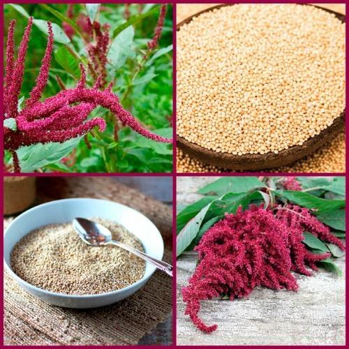 amaranth spiselig