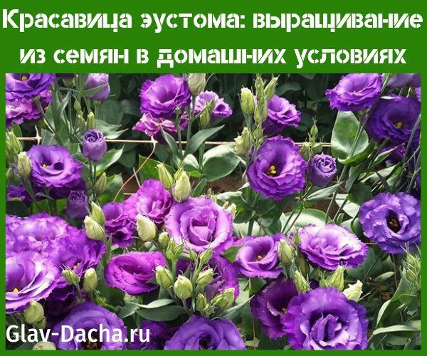 eustoma เติบโตจากเมล็ดที่บ้าน