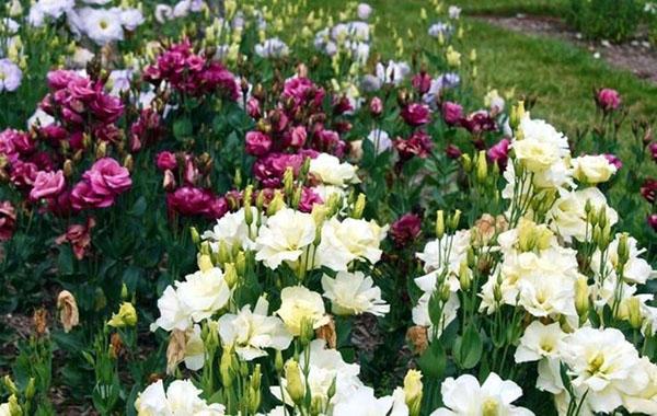 lisianthus, hořec, eustoma