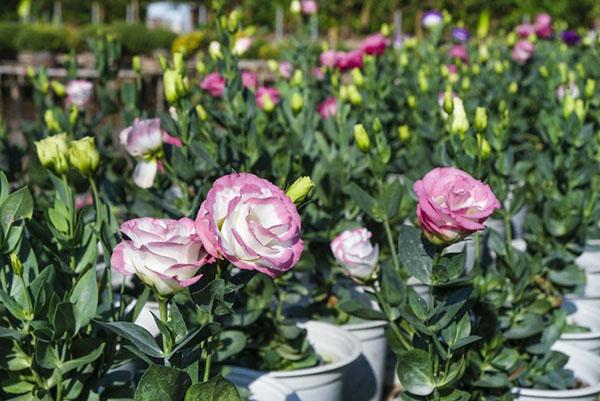 eustoma z nasion