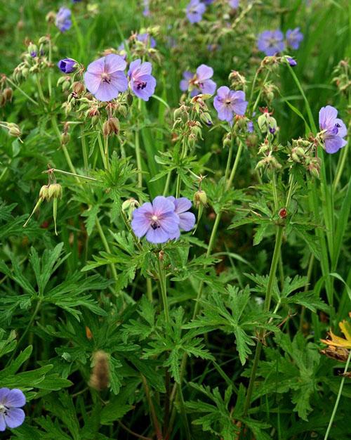 skog geranium blomstrer