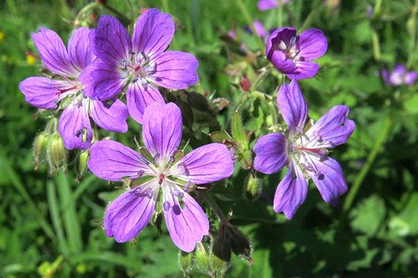 wyjątkowa kompozycja pelargonii leśnej