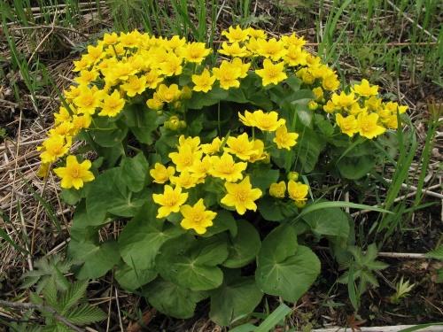 blomstrende ringblomst