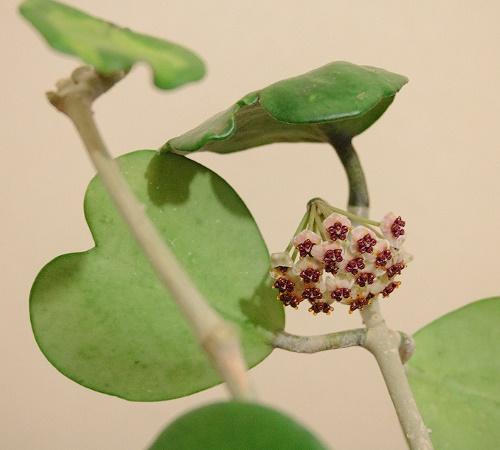 hoya blomst