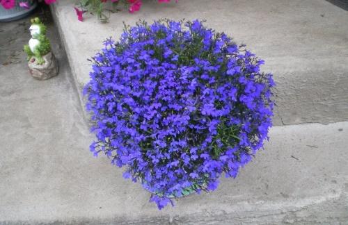 krzew lobelia