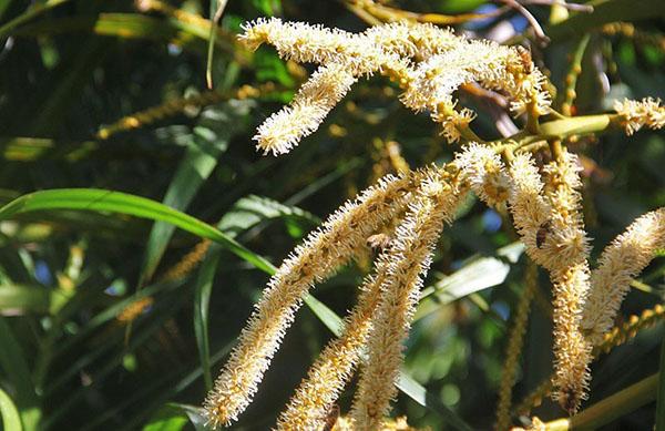 kokosnøttblomstring