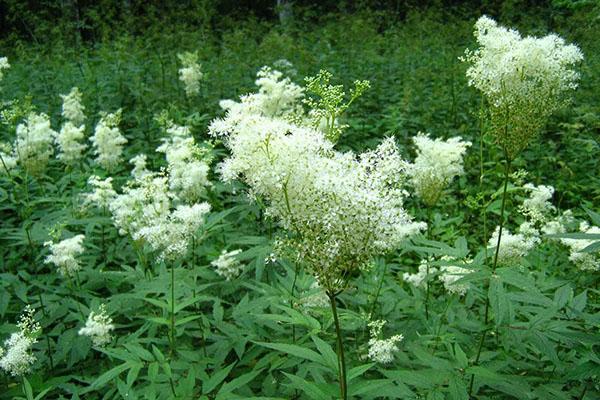 użyteczne właściwości rośliny Meadowsweet