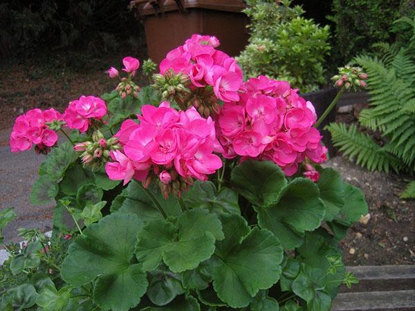 rosebud geranium blomstrer