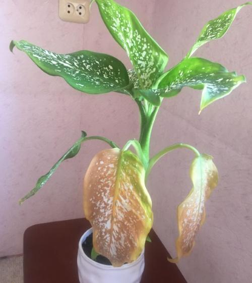 ใบไม้ Dieffenbachia เปลี่ยนเป็นสีเหลืองจากแสงที่มากเกินไป