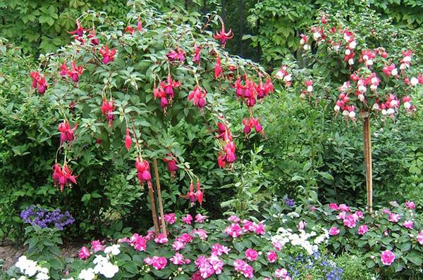 fuchsia blomstrer