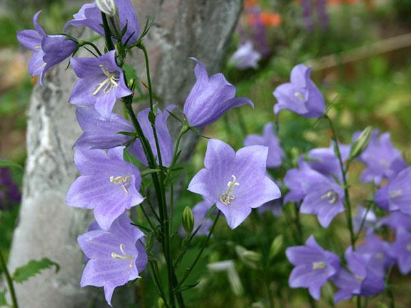 ferskenklokkeblomster