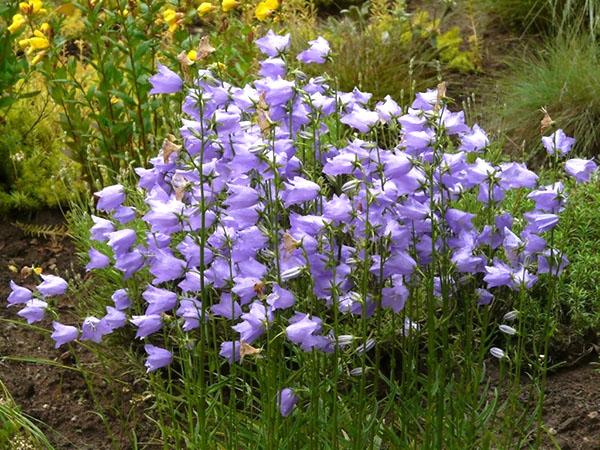 frodig blomstrende ferskenklokkeblomst