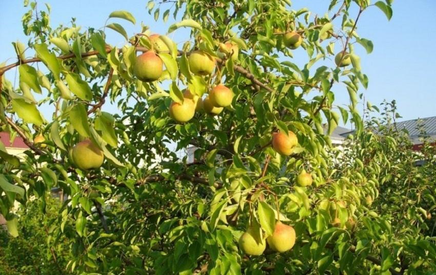 รายการโปรดของ Pear Yakovlev