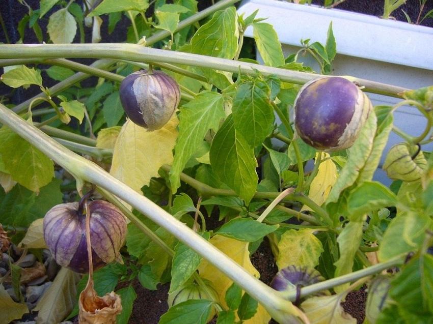 Physalis zelenina