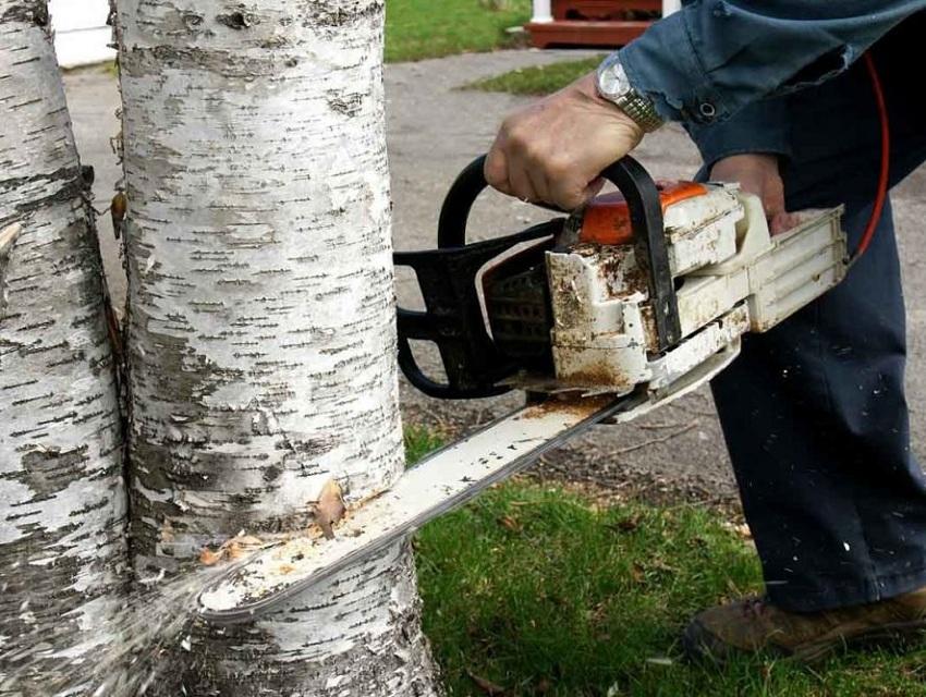 Sommerboere hogger trær