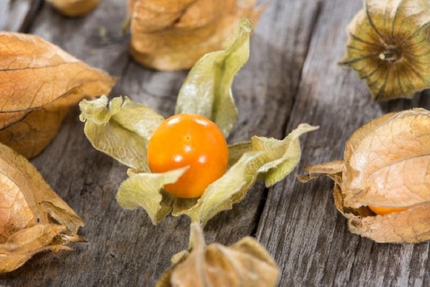 Berry physalis