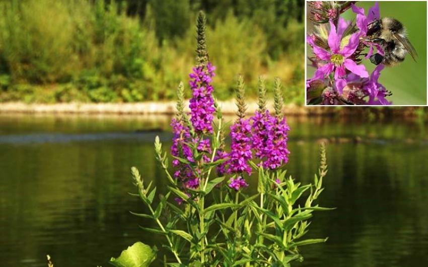 loosestrife medová rostlina