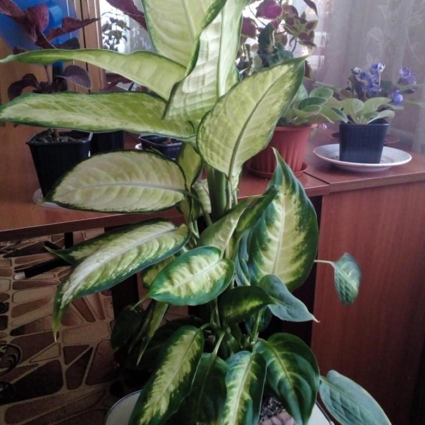 dorosłe dieffenbachia