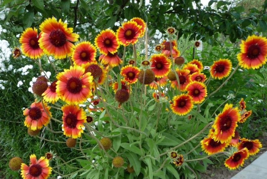 พุ่มไม้ Gaillardia