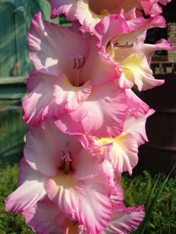 gladiolus priscilla