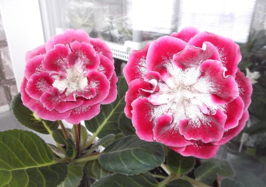 gloxinia red riding hood sort beskrivelse