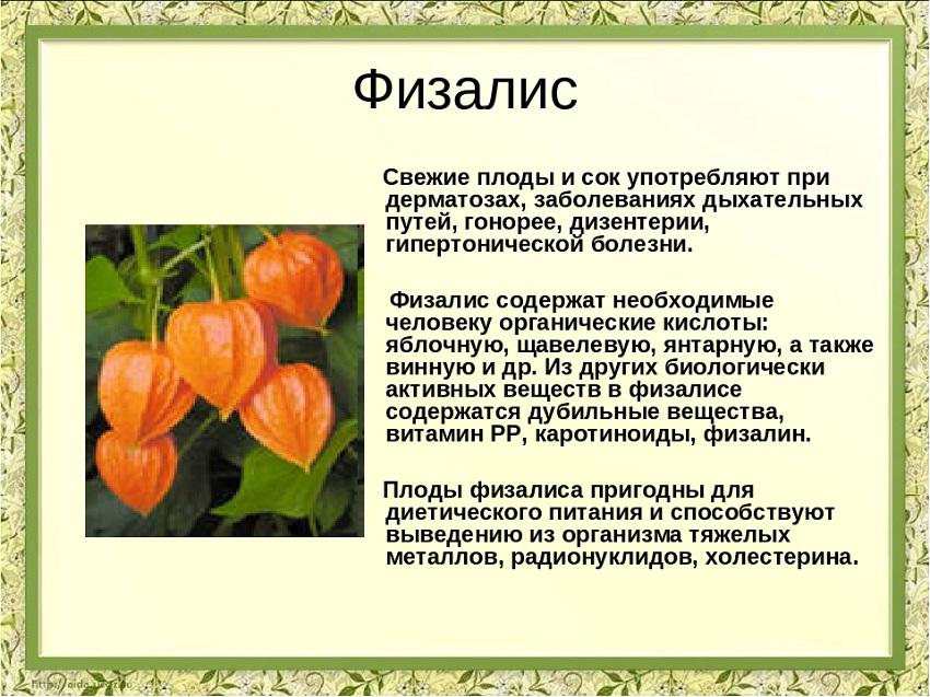 Physalis และคุณสมบัติที่เป็นประโยชน์