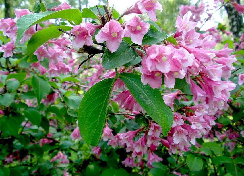 Weigela rosea