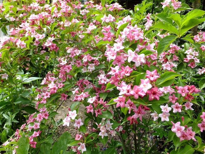 วิธีดูแล weigela rosea