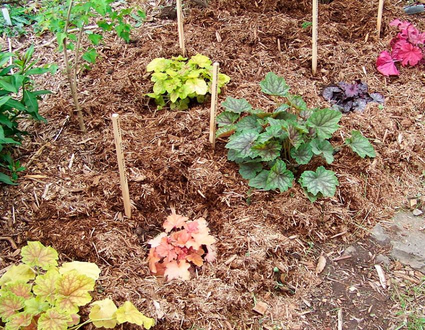 Heuchera landing