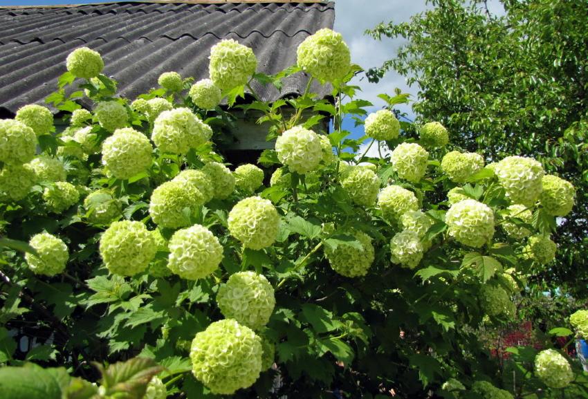 blomstrende bulldozer