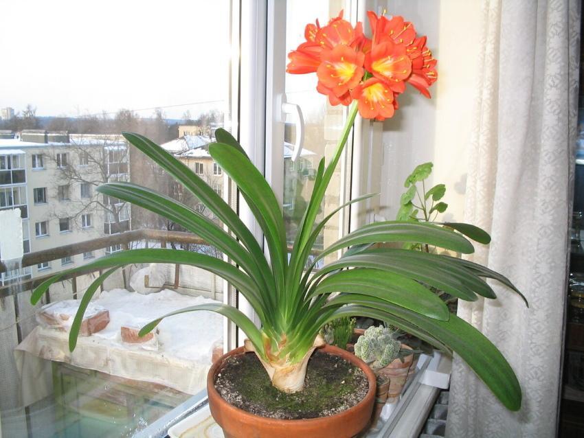 trekk ved voksende clivia cinnabar