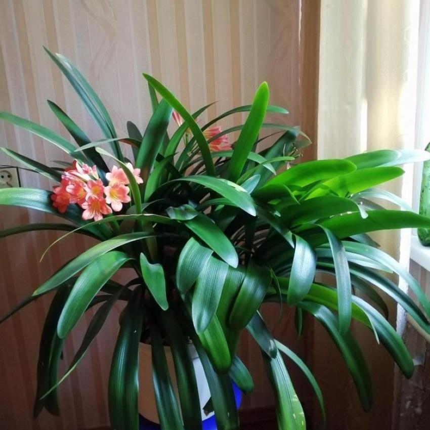 dorosły clivia