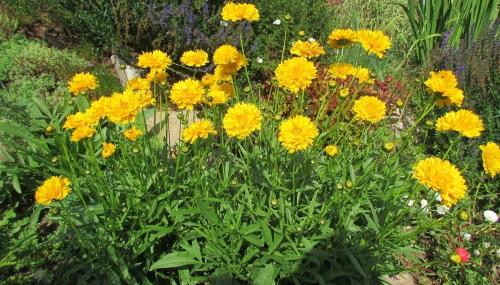 kvetoucí coreopsis