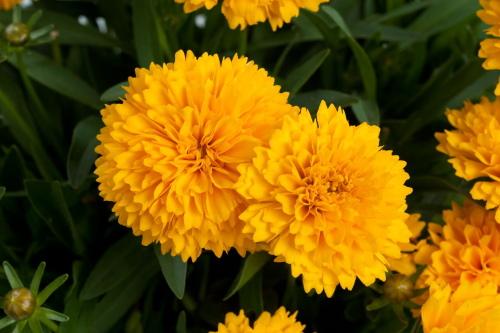 květina coreopsis