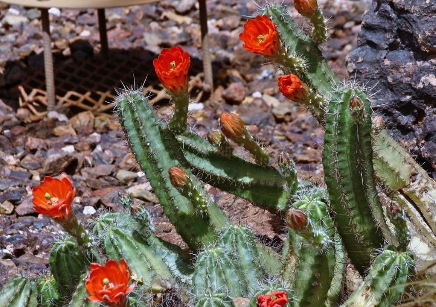 echinocereus กระบองเพชรฤดูหนาวที่แข็งแกร่ง