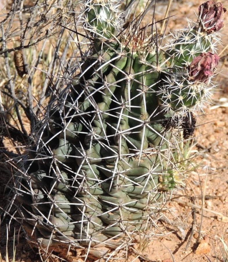 echinocereus