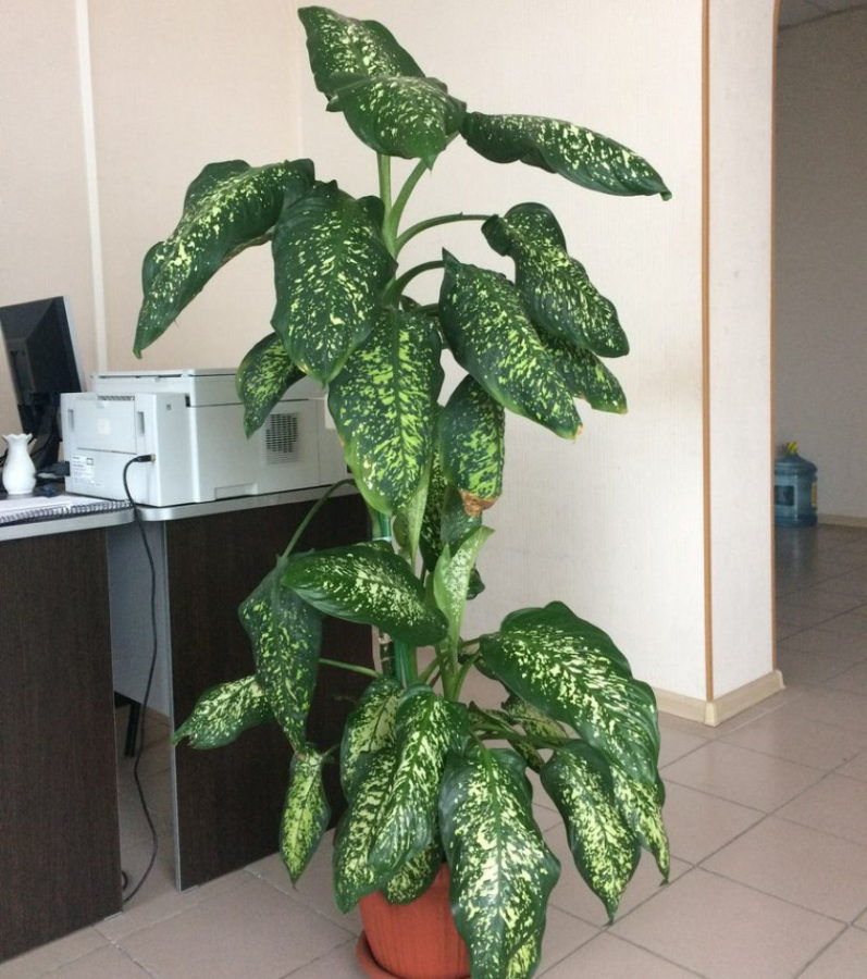 dieffenbachia ในสำนักงาน