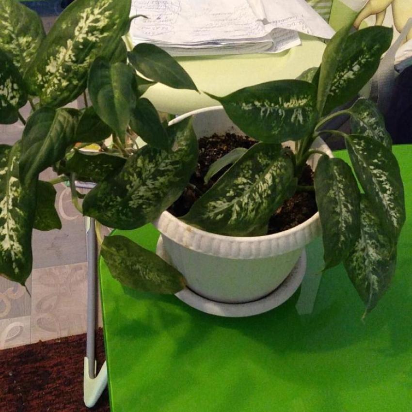 spatřen dieffenbachia