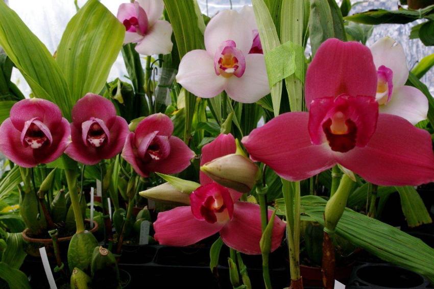 orchidej lycast