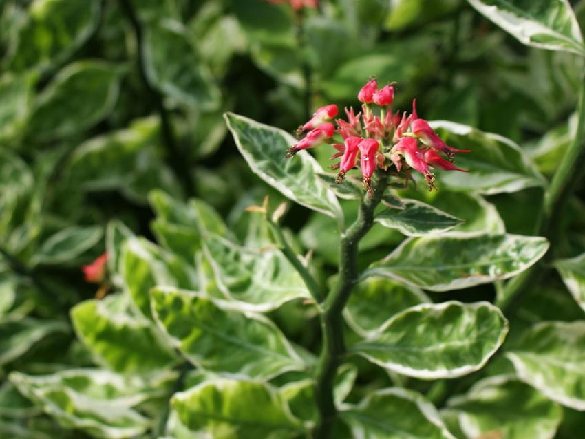 blomstrende pedilanthus