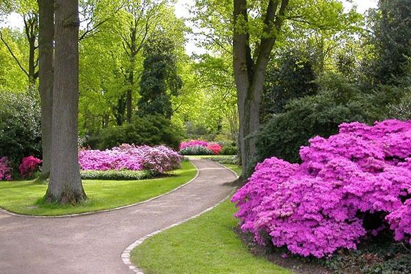 dekorasjon av nettstedet med rododendroner