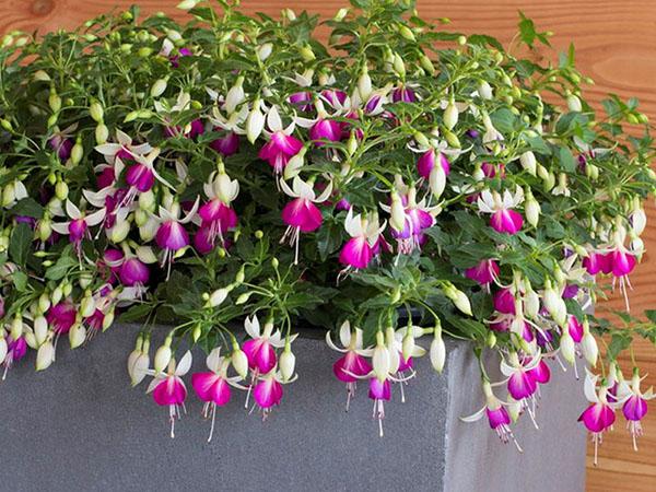 fuchsia dyrket av stiklinger