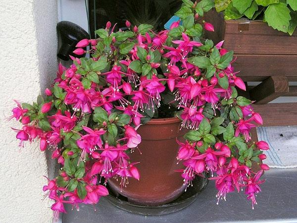 fuchsia blomstrer