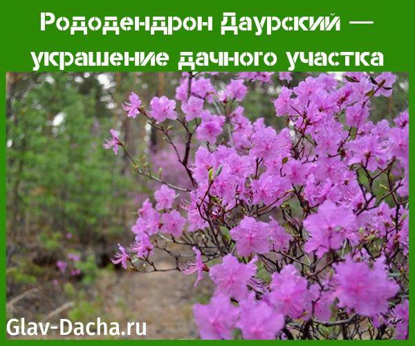 rhododendron daurian