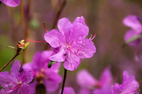 jemné kvetení rododendronu